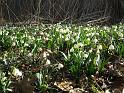 2014-03-09,_Polenztal (8)